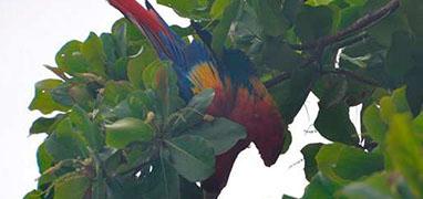 Corcovado National Park Tour